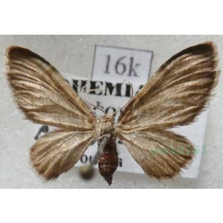 Eupithecia immundata (Lienig, 1846) Czech16k